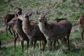 A herd of Red Deer at Chasewater Country Park Royalty Free Stock Photo