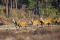 Herd of Red Deer does or hinds Cervus elaphus walking out of a f Royalty Free Stock Photo