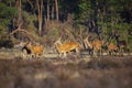 Herd of Red Deer does or hinds Cervus elaphus walking out of a forest Royalty Free Stock Photo