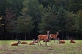 A herd of red deer at the edge of the forest against the backdrop of an autumn forest. A wild deer looks into the frame. wildlife Royalty Free Stock Photo