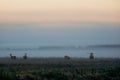 Herd of red deer on foggy field in Belarus. Royalty Free Stock Photo