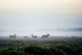 Herd of red deer on foggy field in Belarus. Royalty Free Stock Photo
