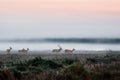 Herd of red deer on foggy field in Belarus. Royalty Free Stock Photo