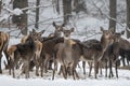 Herd of Red Deer grazing in the forest in winter. Bieszczady Mountains, Poland Royalty Free Stock Photo