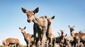 Herd of red deer hinds against clear blue sky. Royalty Free Stock Photo