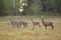 Herd of red deer looking on field in autumn rutting season Royalty Free Stock Photo