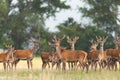 Herd of red deer observing on field in summer nature