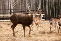 A herd of red deer in reserve park in Russia. Protected wildlife concept