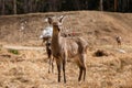 A herd of red deer in reserve park in Russia. Protected wildlife concept