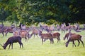 Herd of red deer during rut in Autumn Fall Royalty Free Stock Photo