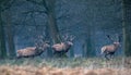Herd of red deer stag walking from field into winter forest. Royalty Free Stock Photo