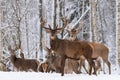 Herd Of Red Deer Stag In Winter.Winter Wildlife Landscape With Herd Of Deer Cervus Elaphus. Deer With Large Branched Horns On Th