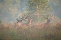 Herd of red deer stags standing on glade in morning fog. Royalty Free Stock Photo