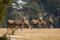 Herd of red deer standing on dry field in autumn nature Royalty Free Stock Photo