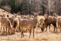 A herd of red deer in reserve park in Russia. Protected wildlife concept