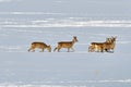 Herd of red deer Royalty Free Stock Photo