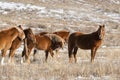 A herd of red horses graze on a winter pasture Royalty Free Stock Photo
