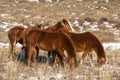 A herd of red horses graze on a winter pasture in the Altai mountains Royalty Free Stock Photo