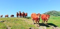 Herd of Red Limousin cattle cows livestock