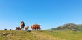 Herd of Red cattle cows livestock