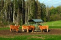 Herd of red limousine cattle cows around a hay feeder on a sunny day. Royalty Free Stock Photo