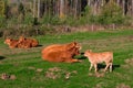 Herd of red limousine cattle cows around resting on a grass on a sunny day. Royalty Free Stock Photo