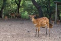 Herd of red striped forest antelope sitatunga