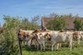 A herd red and white adult cows waiting behind a fence, with neck collar, cosy together.