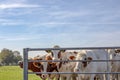 A herd red and white heifers behind a fence, next to each other with a background of trees and blue sky.