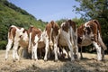A herd red and white heifers, montbeliarde, in a row. Royalty Free Stock Photo