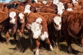 Herd of red and white hereford calves