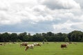 Herd of reddish-brown with white cows grazing in a green pasture lined with trees in scenery with dark cloudy sky