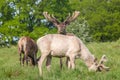 Herd of rein deer grazing at the meadows Royalty Free Stock Photo