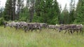 Reindeer herd grazing in Swedish Lapland. Royalty Free Stock Photo