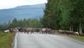 Reindeer herd crossing road in Swedish Lapland. Royalty Free Stock Photo
