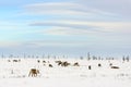 Herd of reindeer grazes in the tundra Royalty Free Stock Photo