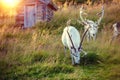 A herd of reindeer grazing on a hill Royalty Free Stock Photo