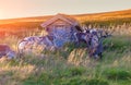 A herd of reindeer grazing on a hill Royalty Free Stock Photo