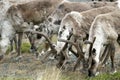 A herd of reindeer in Norwegian Lapland Royalty Free Stock Photo