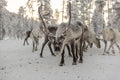 Herd of Reindeer out in the wild Forrest Royalty Free Stock Photo