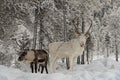 Herd of Reindeer out in the wild Forrest Royalty Free Stock Photo