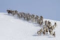 Herd of reindeer running around the mountain winter day Royalty Free Stock Photo