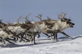 A herd of reindeer that runs on snow-covered tundra sunny winter