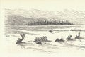 A herd of reindeer swims across the lake. Old black and white illustration. Vintage drawing. Illustration by Zdenek