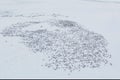 Herd of reindeer top view Royalty Free Stock Photo