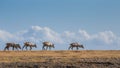 Herd of reindeer trekking over grassland, Iceland Royalty Free Stock Photo