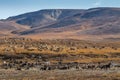 A herd of reindeer in the tundra Royalty Free Stock Photo