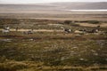 Herd of reindeer on tundra in Sweden