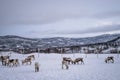 Herd of reindeers in winter Royalty Free Stock Photo
