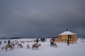 Herd of reindeers in winter Sami camp Royalty Free Stock Photo